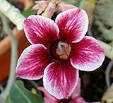 アデニウム アラビカム オベスム 砂漠のバラ塊根植物 Adenium obesum Desert Roses no.19 CHAIN-OF-LOVE