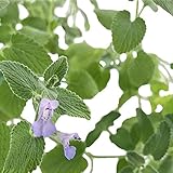 Firlar　猫ミント　ペニーロイヤル 一袋（約５０粒)