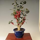 苗：梅もどき（大納言）