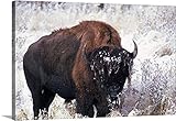 Guido Cozziプレミアムシックラップキャンバス壁アート印刷題名South Dakota、ブラックHills ,カスター状態公園、Buffalo in the Snow 36" x 24" 20