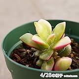 サクラフブキ 桜吹雪 7.5cmポット アナカンプセロス Anacampseros rufescens variegata 福岡県産 多肉植物 多肉 観葉植物 インテリアグリーン 寄せ植えに