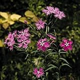 【山野草】河原ナデシコ