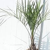 ヤシ 苗木 【ヤシの木 ココスヤシ】 約0.9m 根巻き苗