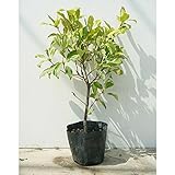 【10本セット】 シキミ 樹高0.4m前後 15cmポット しきみ 樒 櫁 苗木 植木 苗 庭木 生け垣