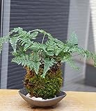 太い根茎、涼しげな葉が魅力のシダ植物【しのぶ（シノブ）の苔玉・三つ足灰器セット】 (敷石の色（白色）)