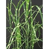 ススキ・タカノハススキ(鷹の羽薄 大株) 鉢植え 横縞 植木 花壇 多年草
