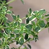 (観葉) ハーブ苗 タイム フォックスリータイム 3号(1ポット) 家庭菜園 本州・四国限定[生体]