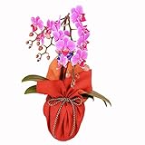 ミディ胡蝶蘭 1本立ち ピンク系　4号鉢　風呂敷ラッピング　朱/金茶