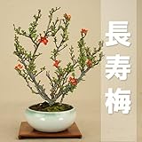 いよじ園 【】 長寿梅 / チョウジュバイ 小品盆栽（樹高：約20cm）いよじ園 ▼ご選択ください,2