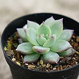 リンゼアナ 7.5cmポット エケベリア Echeveria 'Lindsayana' 福岡県産 多肉植物 多肉 観葉植物 インテリアグリーン 寄せ植えに