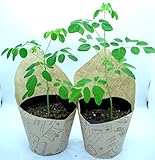 モリンガ（ムルンガイ、ワサビノキ）の苗－2個セット