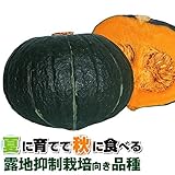 国華園　野菜たね カボチャ F1かぼちゃ大福 1袋(5ml入)【※発送が国華園からの場合のみ正規品です】