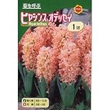 秋植え球根 ヒヤシンス オデッセイ オレンジ (545564)