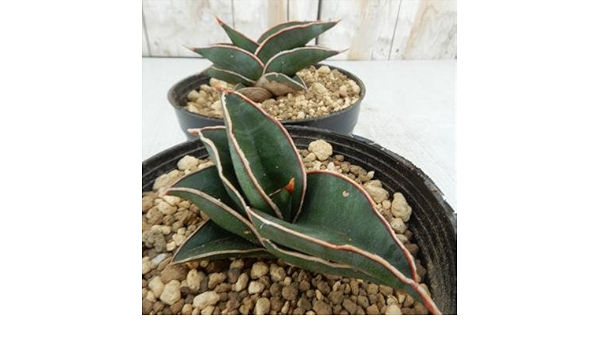 Amazon サンスベリア ロリダ サンセベリア 10 5cmポット 観葉植物 オンライン通販