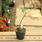 苗：台湾姫桜桃（タイワンヒメオウトウ）*