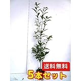 【ノーブランド品】シラカシ樹高1.2m前後15cmポット【5本セット】