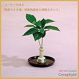 「コーヒーの木」　陶房「うさぎ庵」特製皿と植物スタンド　1個セット　【土なし　清潔　水やり簡単　セラハイト】