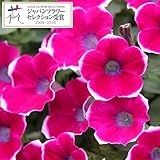 ペチュニア：紅色小町3号 3株セット[JFS][花付き抜群！こんもり咲く変わり咲き種][花の苗] ノーブランド品