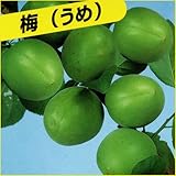 梅(ウメ)苗木 白加賀梅