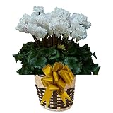【 予約 】 さかもと園芸　達人のシクラメン　【 ビアンカホワイト 】　花鉢植え　ギフト　プレゼント　贈答品　クリスマス　お歳暮