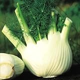 【メール便配送】　国華園　野菜たね　ハーブ　フェンネル　1袋(1ml)【※発送が国華園からの場合のみ正規品です】