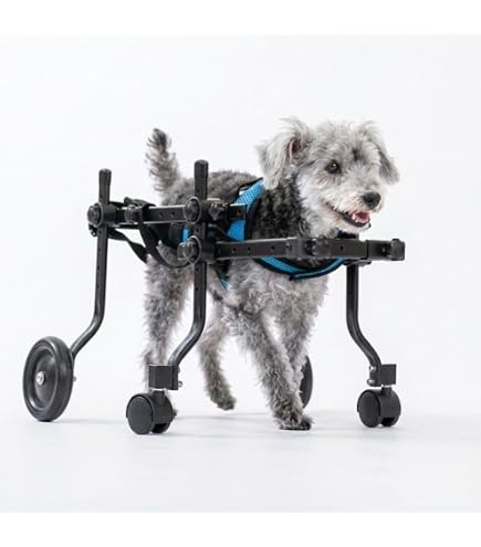 Amazon.co.jp: □犬の車椅子 小型犬用4輪車 29kg位 背高35cm位 Amazon.co.jp: □犬の車椅子 小型犬用4輪車 29kg位 背高35cm位