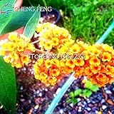 Light Green : 100seeds A Bag Buddleja Seeds Flower Garden Decoration Outdoor Good Grass Bonsai Lure 