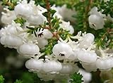 Erica formosa - heath - 15 seeds
