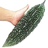 国華園　接木野菜苗　ゴーヤ　接木F1島豊　4株【※発送が国華園からの場合のみ正規品です】