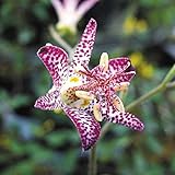 【山野草】ホトトギス「紫錦」 3号(9cm) ポット