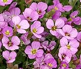 花の種子ピンクアルパイン・ロック・クレス（Arabisアルピナ）多年生