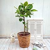 【日比谷花壇】観葉植物「アルテシマゴム・バスケット」