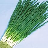 【メール便配送】　国華園　野菜たね　ネギ　奴ねぎ　1袋(10ml)【※発送が国華園からの場合のみ正規品です】