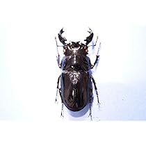 モザイク　雌雄同体　タランドゥス　死虫　標本 マンディブラリスフタマタ♂72（飛翔標本） | オオクワ京都昆虫館
