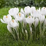 crocus seed potted plants flower balcony plants 10 seeds Yellow