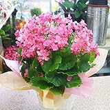 ベゴニアラブミー 白色籐かご付き（クリスマスベゴニア）　ピンクの小さなかわいい花 誕生日プレゼントやお祝いの贈り物に