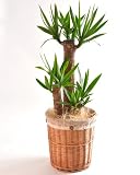 青年の木 ユッカ 7号鉢 ナチュラルバスケット 観葉植物 インテリア グリーン