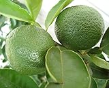 【柑橘苗木】 すだち 接木苗 【ガーデンストーリーの果樹苗木】