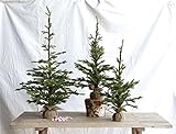 Creative Co-Op Plastic and Wood Artificial Fir Tree with Jute Wrapped Base Statue, 21 x 35.5', Green