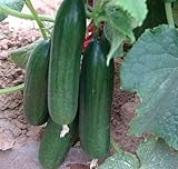 Dutch mini cucumber seeds -20 seeds- thornless type taste good import quality