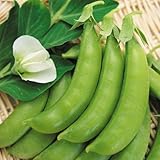 【メール便配送】　国華園　野菜たね　豌豆　ピュアスナップ　1袋(30ml)【※発送が国華園からの場合のみ正規品です】