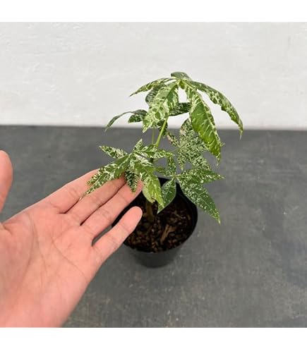 Amazon.co.jp: ハンカチ 木 ダビデア 実生苗 樹高50cm60cm : DIY・工具
