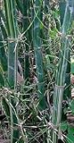 Bambusa tulda - indian timber bamboo - 50 seeds