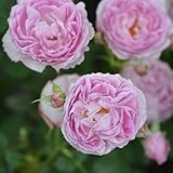 バラ苗 フィオーラ 国産大苗オリジナル角鉢6号 四季咲き中輪 ピンク系　ロサ オリエンティス