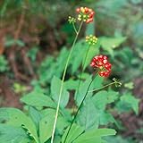 【山野草】トチバニンジン