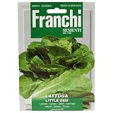 野菜の種 ロメインレタス LITTLE GEM 79/38