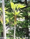 山菜苗:コシアブラ (漉油) 樹高約30cm 素掘り苗5株【紫桜館山の花屋】