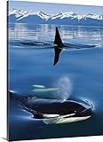 ジョン・Hydeプレミアムシックラップキャンバス壁アート印刷題名Close Up Of Orca Whales As Theyサーフェスin Lynn Canal 30" x 40" 1035884_
