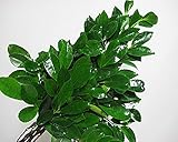 プリティマーメイド 生花 切花 切り花 シタクサ 下草ククリ大 2束