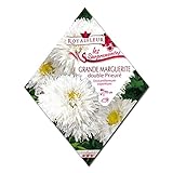 [春・秋まき　花タネ][フランス花の種]グランデマーガレット ダブルプリエ * ノーブランド品